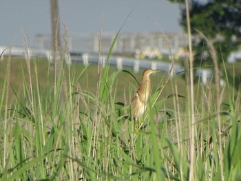 ヨシゴイ 流山市新川耕地 2020年6月17日(水)