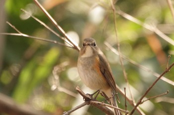 Red-flanked Bluetail Akigase Park Sun, 2/12/2023