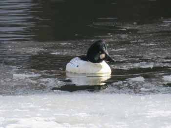 ホオジロガモ 大沼公園(北海道七飯町) 2023年2月21日(火)