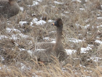 Tundra Bean Goose 滋賀県長浜市 Tue, 2/21/2023