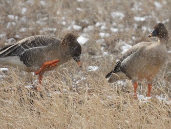 Tundra Bean Goose 滋賀県長浜市 Tue, 2/21/2023