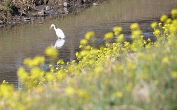 Medium Egret 静岡市 Mon, 2/20/2023