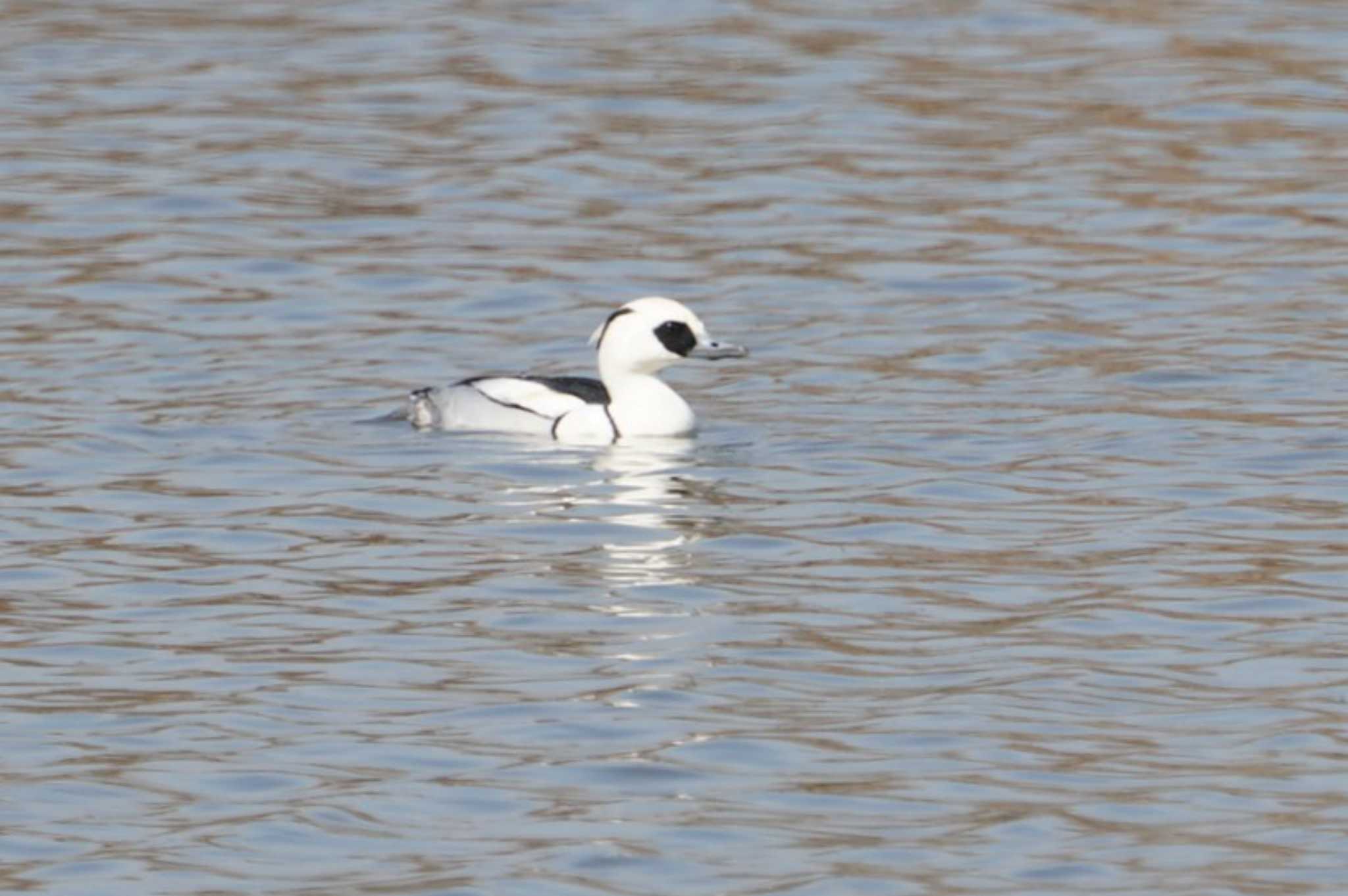 Photo of Smew at 淀川河川公園 by マル