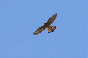 Common Kestrel 淀川河川公園 Fri, 2/17/2023