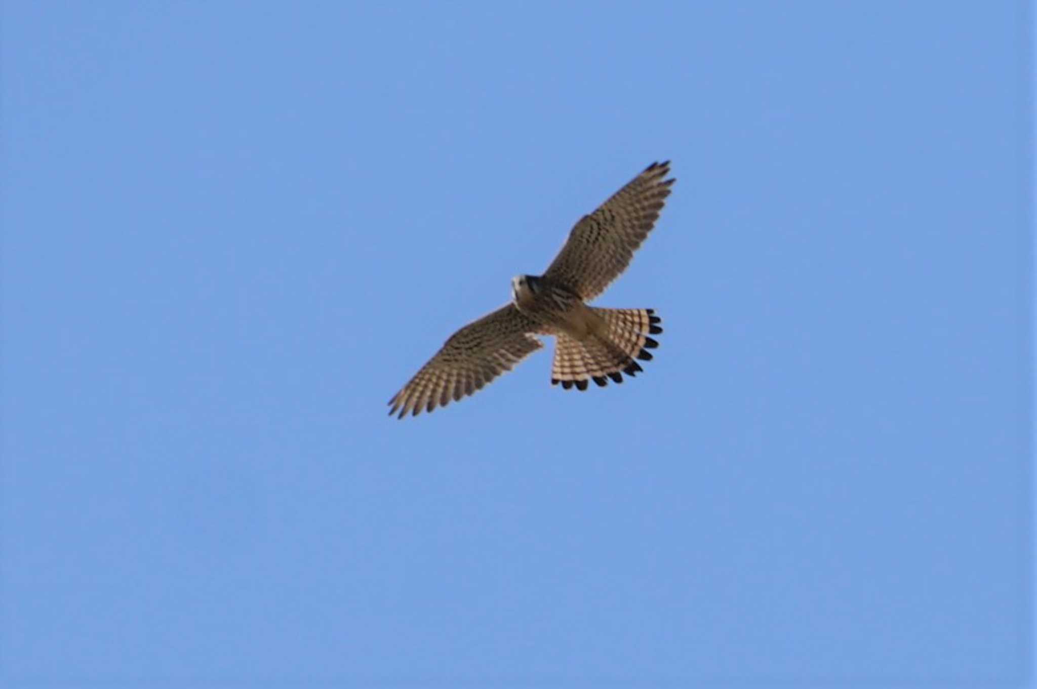 Photo of Common Kestrel at 淀川河川公園 by マル