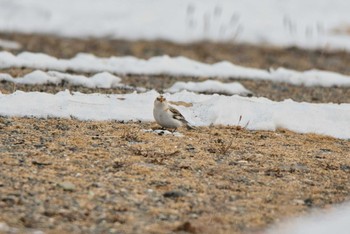 Snow Bunting Notsuke Peninsula Fri, 2/17/2023