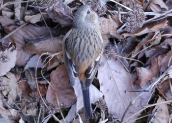 2023年2月21日(火) 早戸川林道の野鳥観察記録