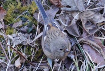 Siberian Long-tailed Rosefinch Hayatogawa Forest Road Tue, 2/21/2023