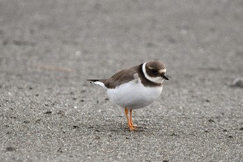 ハジロコチドリ ふなばし三番瀬海浜公園 2023年2月2日(木)