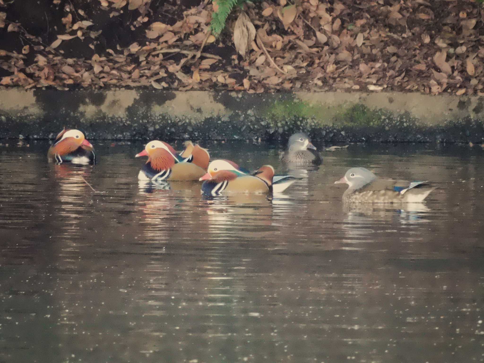 Mandarin Duck