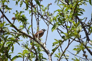 Meadow Bunting Arima Fuji Park Sat, 4/21/2018