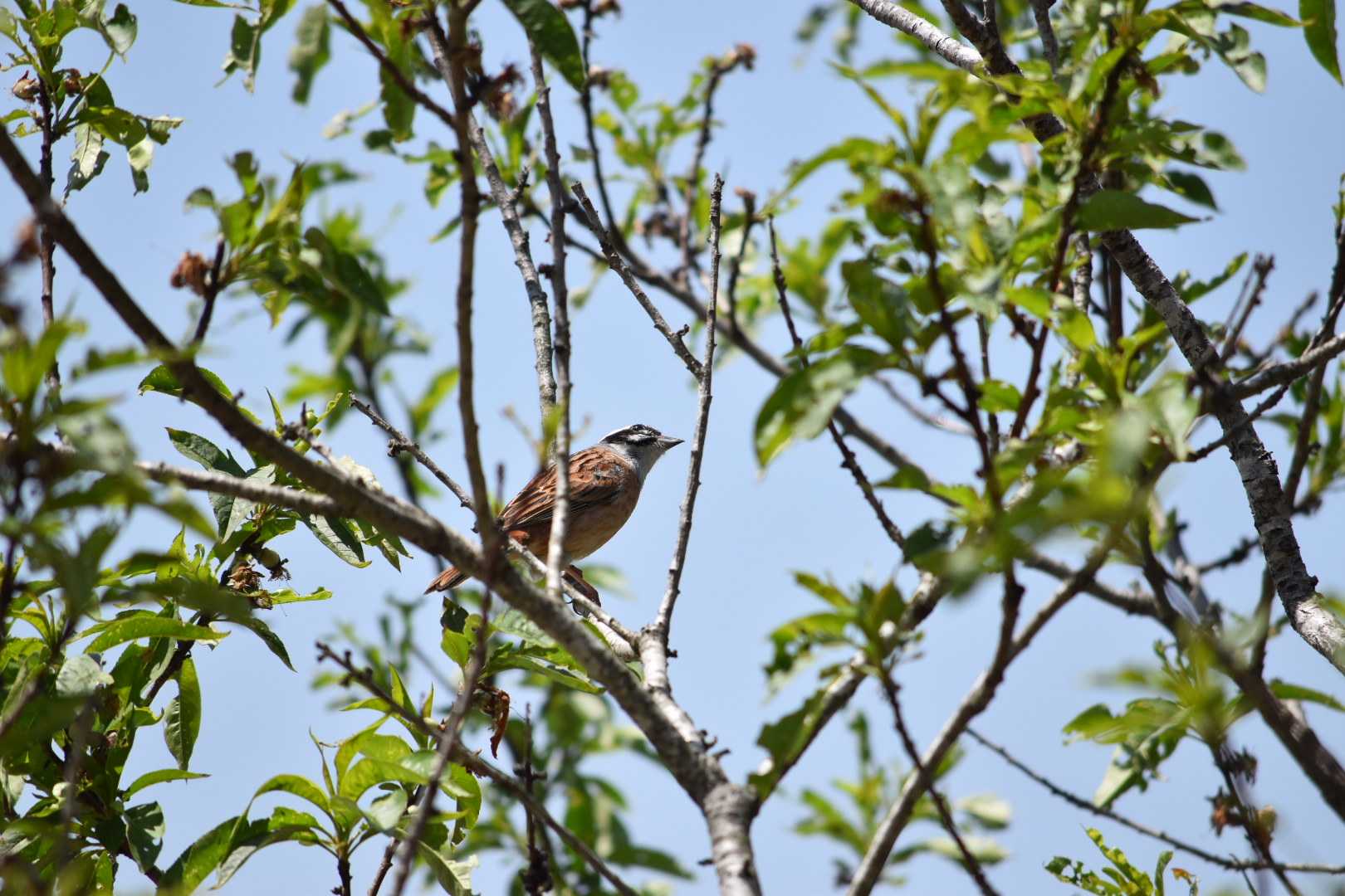 Photo of Meadow Bunting at Arima Fuji Park by Shunsuke Hirakawa