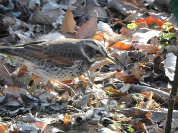 2023年2月21日(火) 新宿御苑の野鳥観察記録