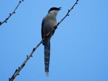 Tue, 2/21/2023 Birding report at Hibiya Park