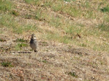 Dusky Thrush Unknown Spots Tue, 2/21/2023