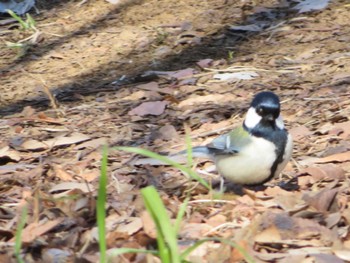 Japanese Tit Unknown Spots Tue, 2/21/2023