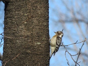 Japanese Pygmy Woodpecker Unknown Spots Tue, 2/21/2023