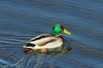 Mallard Nogawa Fri, 2/17/2023