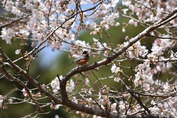 Varied Tit ゆめのさきの森公園 Sat, 3/31/2018