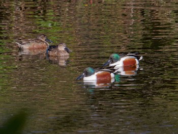 2023年2月21日(火) 長浜公園の野鳥観察記録