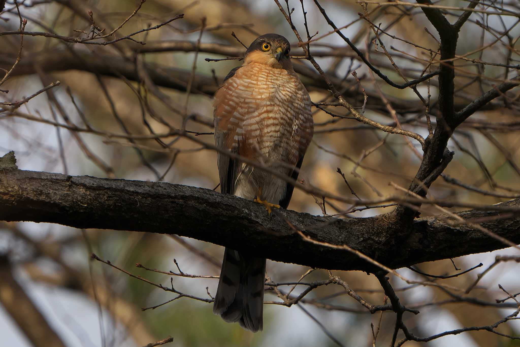 Photo of Eurasian Sparrowhawk at 明石市 by 禽好き