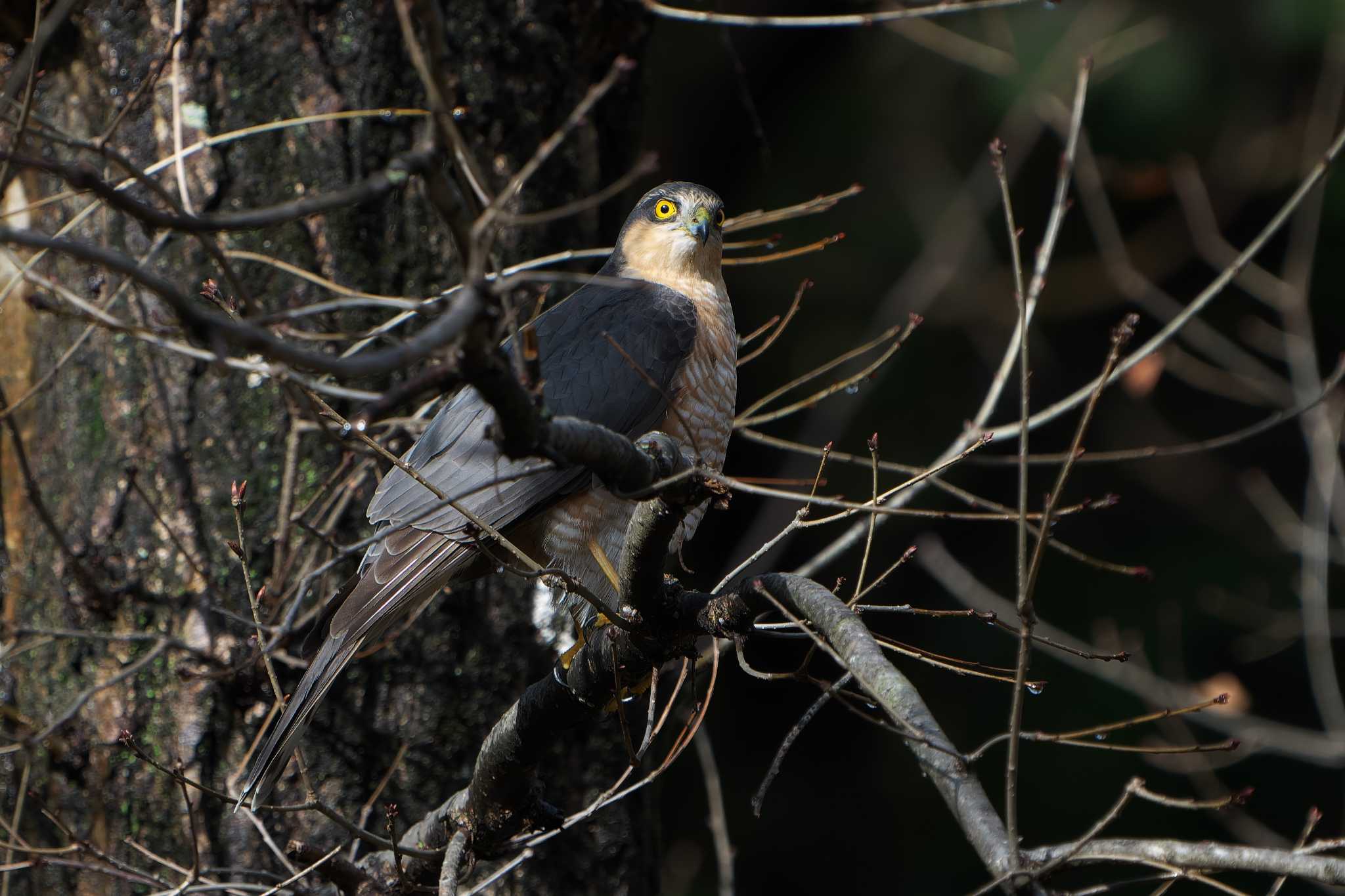 Photo of Eurasian Sparrowhawk at 明石市 by 禽好き