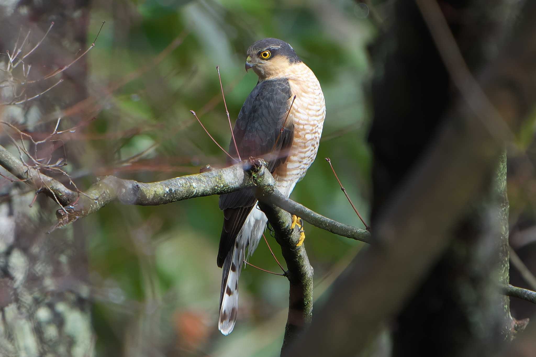 Eurasian Sparrowhawk