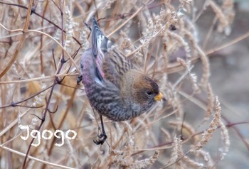 ハギマシコ 茨城県 2023年1月15日(日)