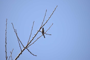 Japanese Tit ゆめのさきの森公園 Sat, 3/31/2018