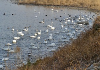 2023年2月19日(日) 栃木県壬生町黒川の白鳥飛来地の野鳥観察記録
