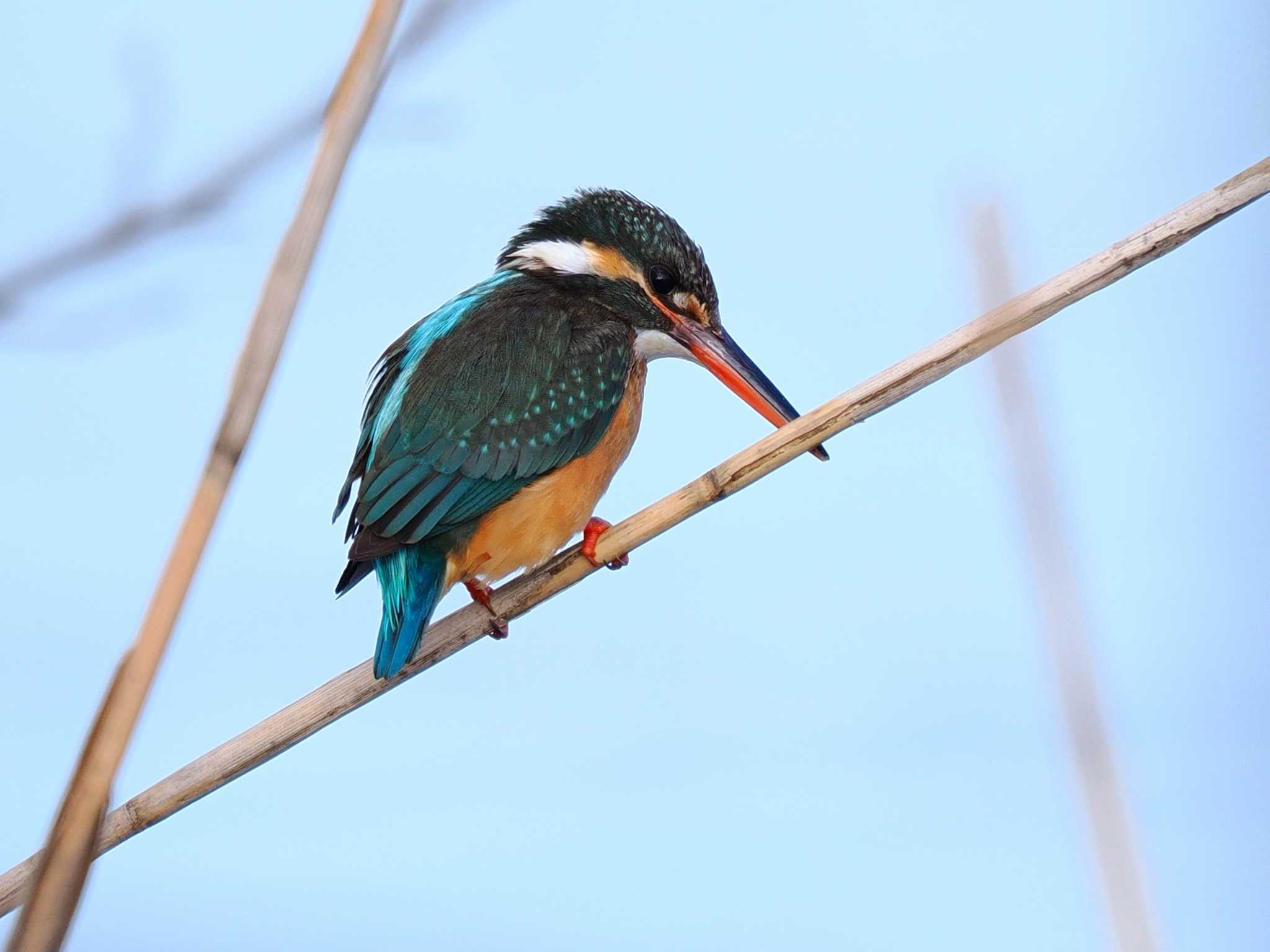 新横浜公園 カワセミの写真 by YamaGara