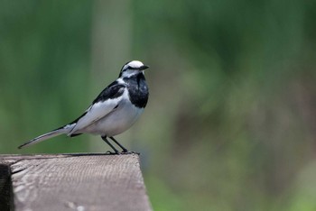 White Wagtail 泉ノ森公園 Sat, 4/28/2018