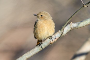 Daurian Redstart 各務野自然遺産の森 Tue, 2/21/2023