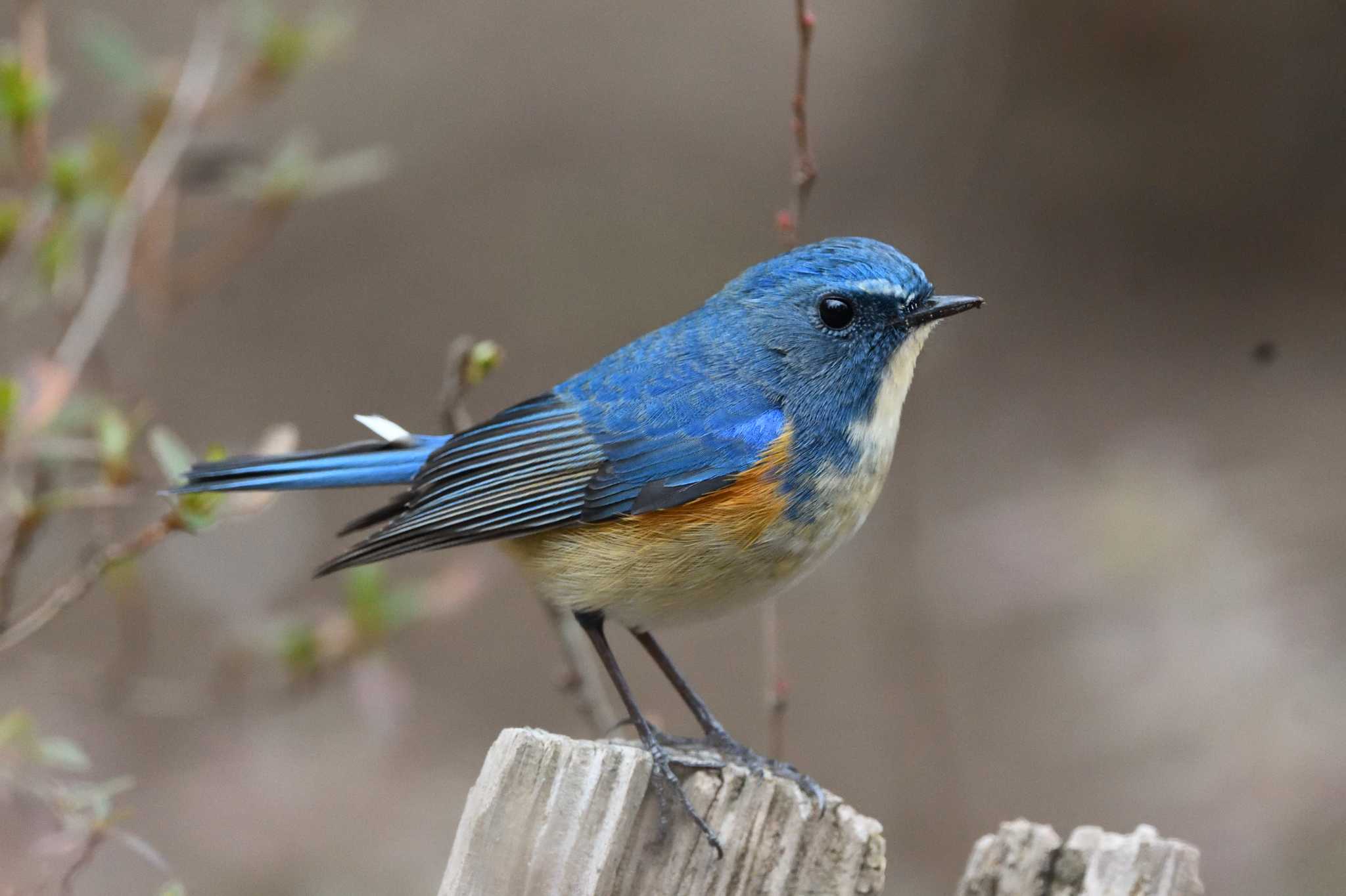 Red-flanked Bluetail