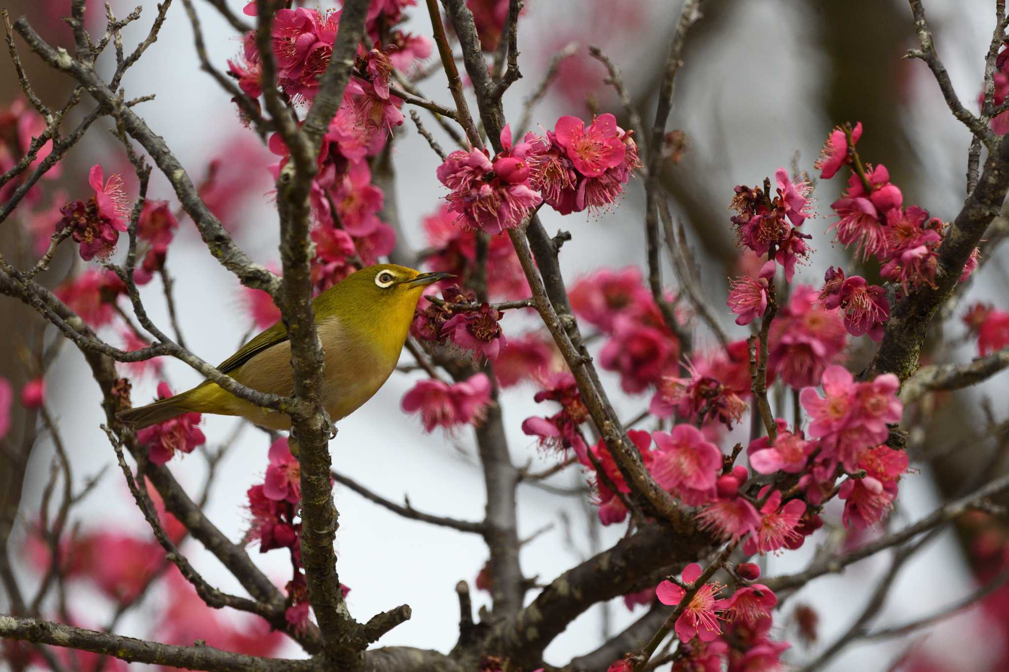 Warbling White-eye