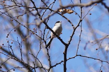 Long-tailed Tit 東京都 Sat, 2/18/2023