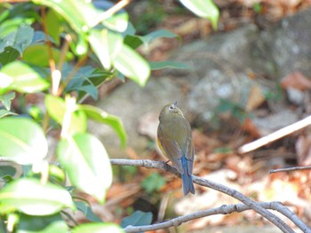 ルリビタキ 公園 撮影日未設定