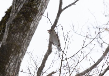 シメ 北大研究林(北海道大学苫小牧研究林) 2023年2月18日(土)