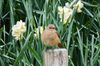 2023年2月15日(水) 大濠公園の野鳥観察記録