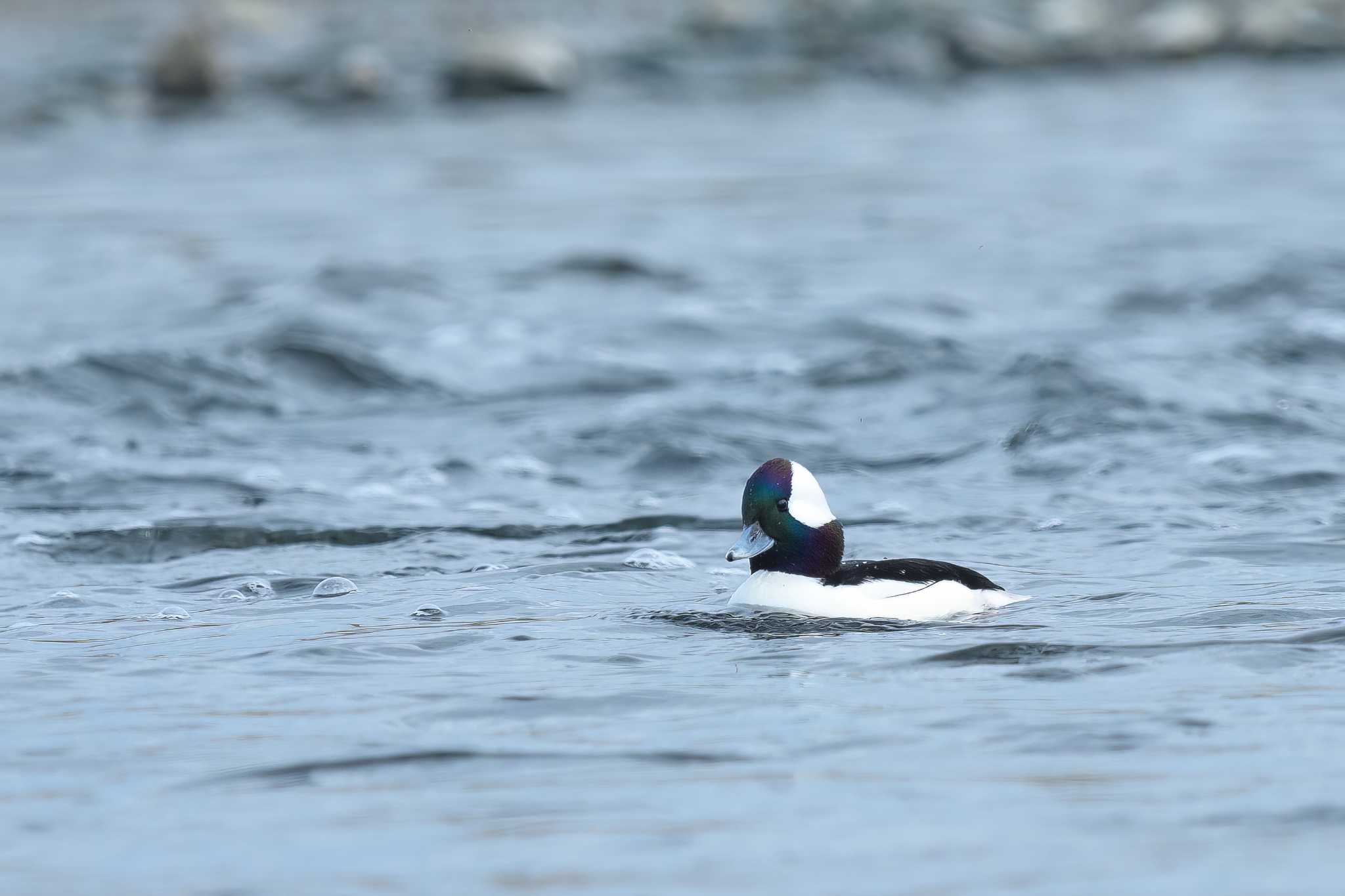 Photo of Bufflehead at 多摩川 by sotanaka.bird