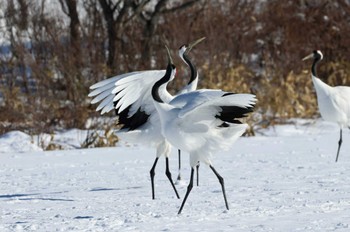 2023年1月27日(金) 鶴居村の野鳥観察記録