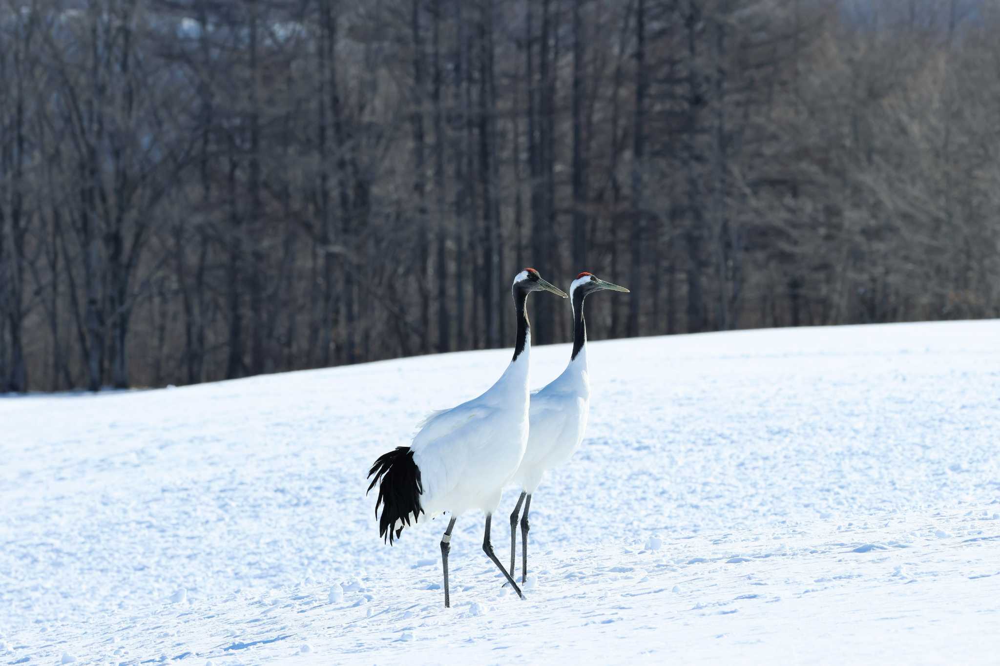 鶴居村 タンチョウの写真 by ぼぼぼ