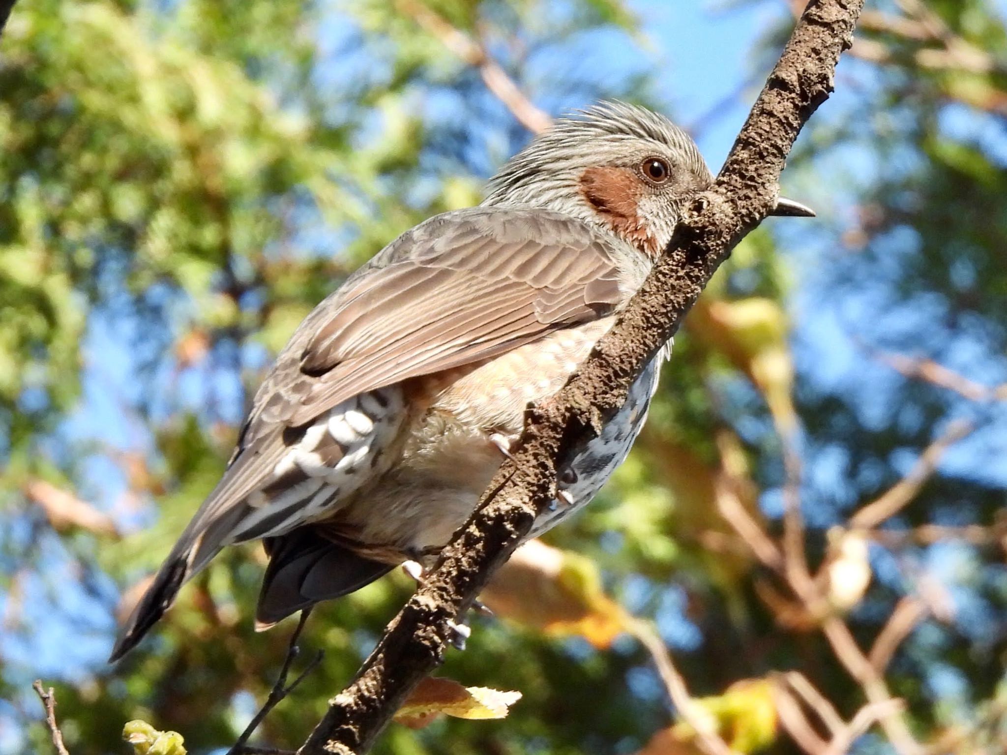 Brown-eared Bulbul