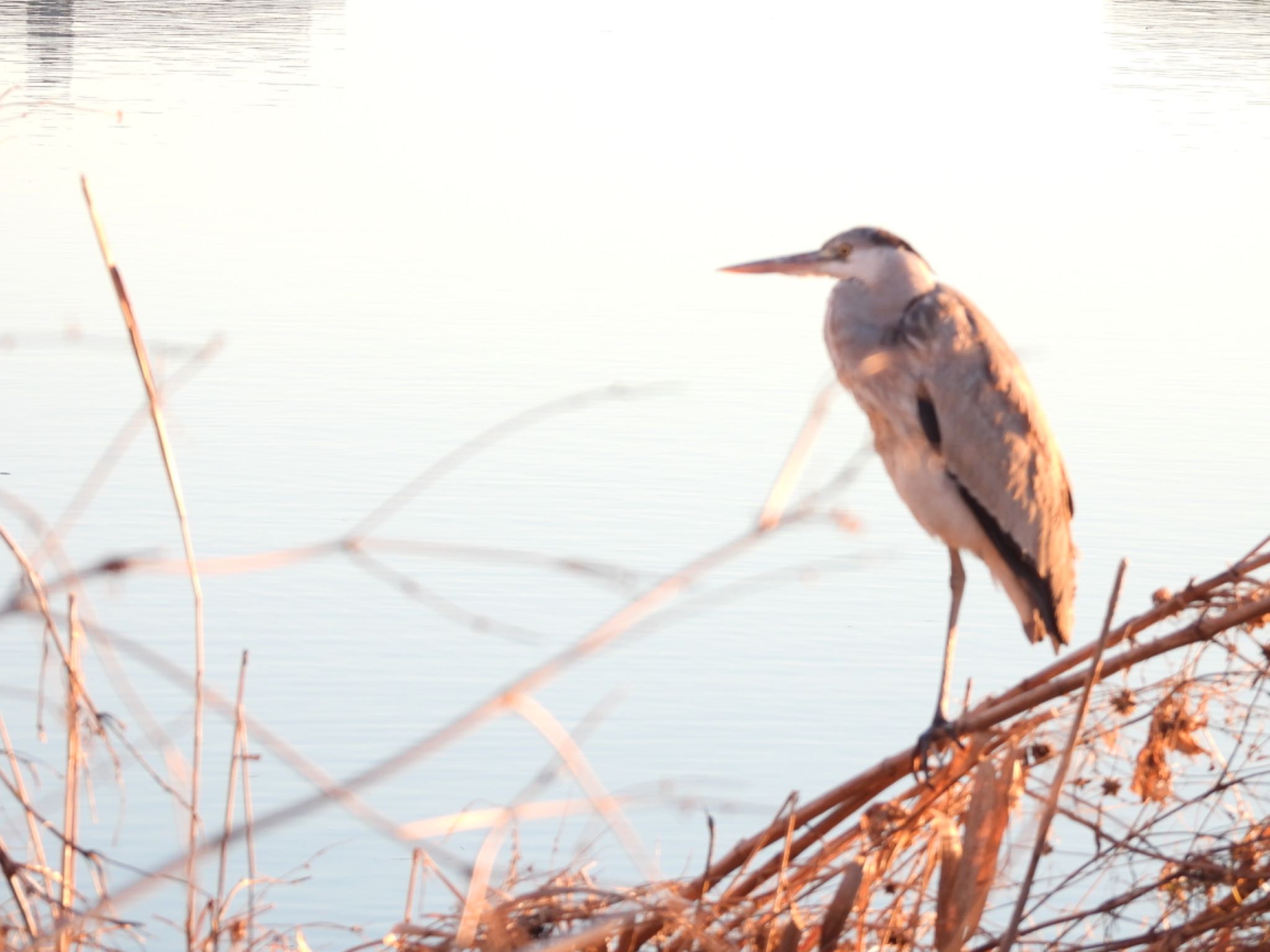 Grey Heron