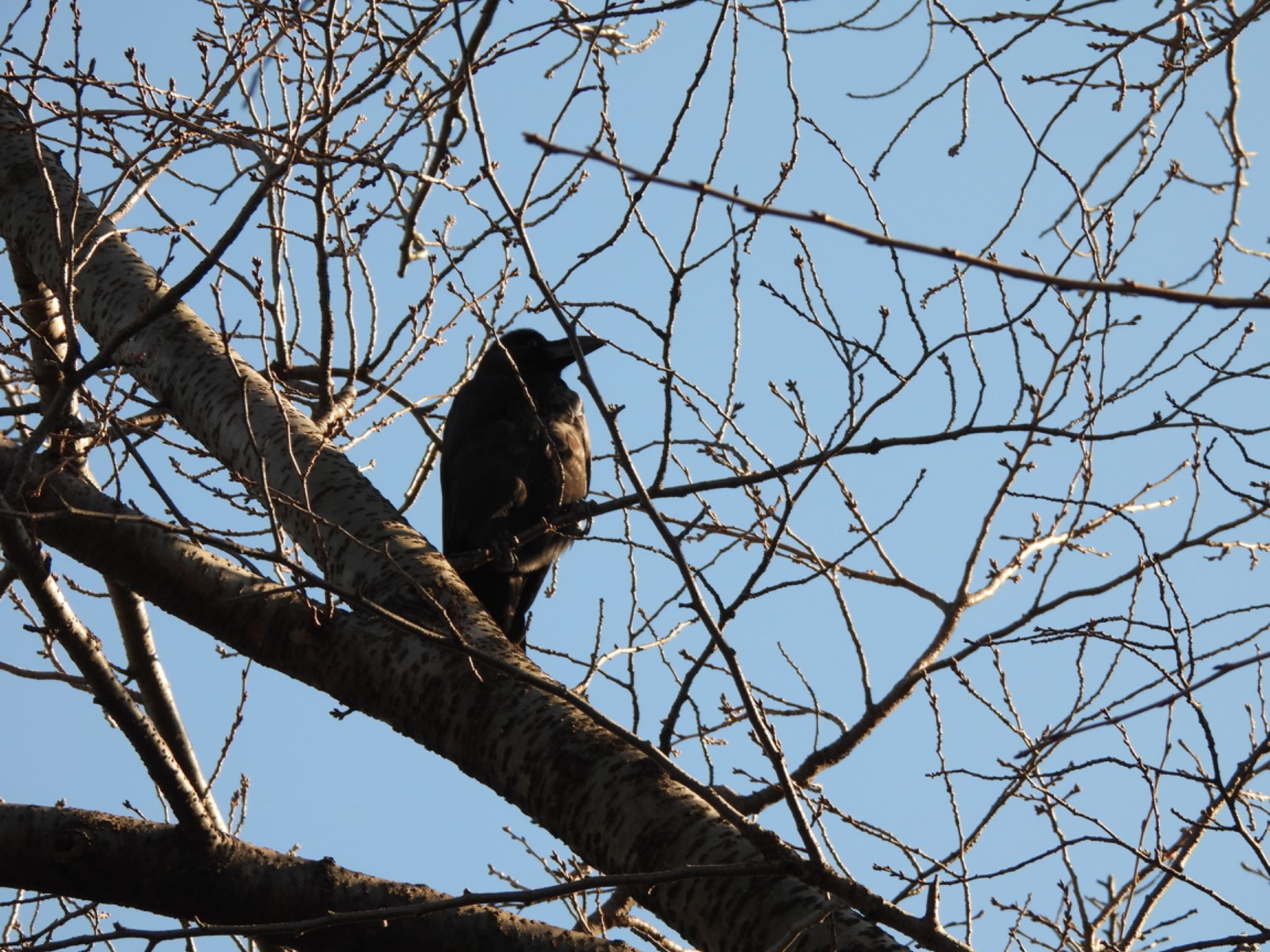 Large-billed Crow