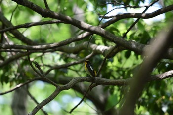 Narcissus Flycatcher Mikiyama Forest Park Sun, 4/29/2018