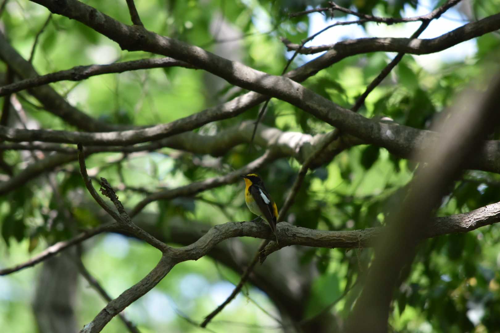 三木山森林公園 キビタキの写真 by Shunsuke Hirakawa