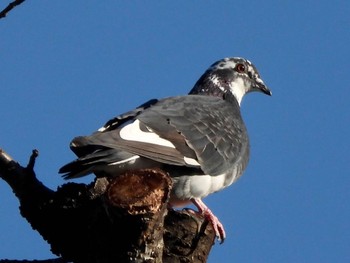 2021年12月19日(日) 池上本門寺の野鳥観察記録