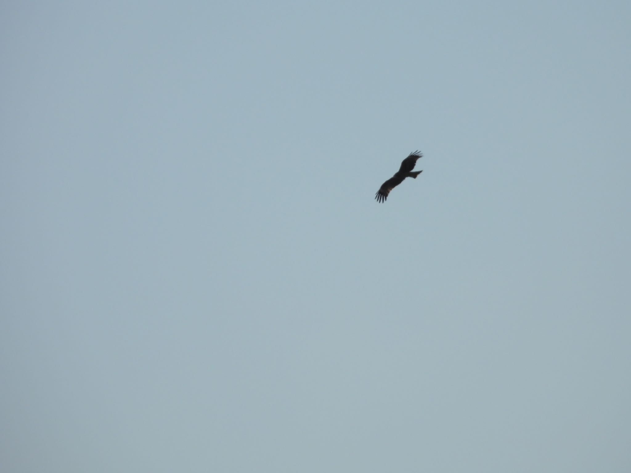 Black Kite