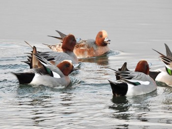 2021年12月17日(金) 多摩川の野鳥観察記録